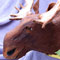 Moose Cake